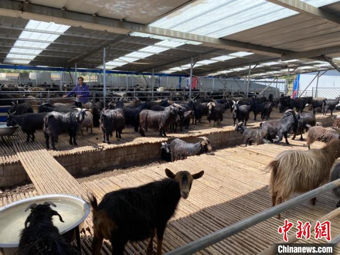目前，与养殖基地合作的养殖户达500余户，其中70%以上是在李海伟的带动下开始养羊。　林陆 摄